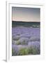 Lavender Fields Near Sault, Vaucluse, Provence, France, Europe-Julian Elliott-Framed Photographic Print