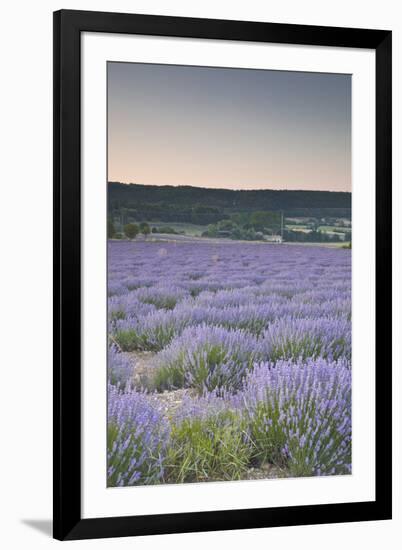 Lavender Fields Near Sault, Vaucluse, Provence, France, Europe-Julian Elliott-Framed Photographic Print