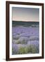 Lavender Fields Near Sault, Vaucluse, Provence, France, Europe-Julian Elliott-Framed Photographic Print