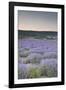 Lavender Fields Near Sault, Vaucluse, Provence, France, Europe-Julian Elliott-Framed Photographic Print