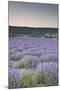 Lavender Fields Near Sault, Vaucluse, Provence, France, Europe-Julian Elliott-Mounted Photographic Print
