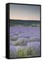 Lavender Fields Near Sault, Vaucluse, Provence, France, Europe-Julian Elliott-Framed Stretched Canvas