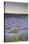 Lavender Fields Near Sault, Vaucluse, Provence, France, Europe-Julian Elliott-Stretched Canvas