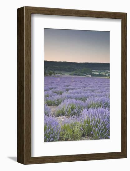 Lavender Fields Near Sault, Vaucluse, Provence, France, Europe-Julian Elliott-Framed Photographic Print