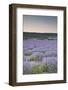 Lavender Fields Near Sault, Vaucluse, Provence, France, Europe-Julian Elliott-Framed Photographic Print