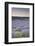 Lavender Fields Near Sault, Vaucluse, Provence, France, Europe-Julian Elliott-Framed Photographic Print