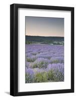 Lavender Fields Near Sault, Vaucluse, Provence, France, Europe-Julian Elliott-Framed Photographic Print