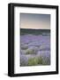 Lavender Fields Near Sault, Vaucluse, Provence, France, Europe-Julian Elliott-Framed Photographic Print