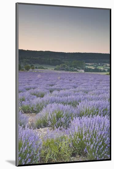 Lavender Fields Near Sault, Vaucluse, Provence, France, Europe-Julian Elliott-Mounted Photographic Print