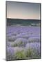 Lavender Fields Near Sault, Vaucluse, Provence, France, Europe-Julian Elliott-Mounted Photographic Print