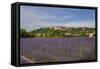 Lavender Fields near Sault-Guido Cozzi-Framed Stretched Canvas