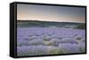 Lavender Fields Near to Sault, Vaucluse, Provence, France, Europe-Julian Elliott-Framed Stretched Canvas