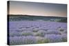 Lavender Fields Near to Sault, Vaucluse, Provence, France, Europe-Julian Elliott-Stretched Canvas