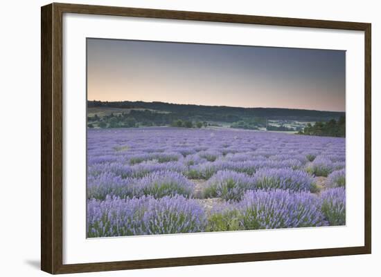 Lavender Fields Near to Sault, Vaucluse, Provence, France, Europe-Julian Elliott-Framed Photographic Print