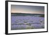 Lavender Fields Near to Sault, Vaucluse, Provence, France, Europe-Julian Elliott-Framed Photographic Print