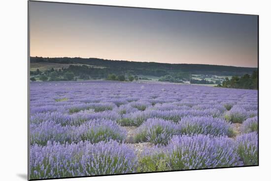 Lavender Fields Near to Sault, Vaucluse, Provence, France, Europe-Julian Elliott-Mounted Photographic Print