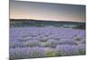 Lavender Fields Near to Sault, Vaucluse, Provence, France, Europe-Julian Elliott-Mounted Photographic Print