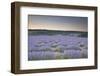 Lavender Fields Near to Sault, Vaucluse, Provence, France, Europe-Julian Elliott-Framed Photographic Print