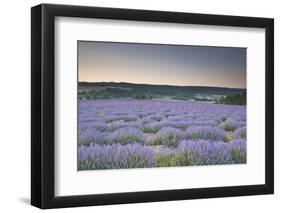 Lavender Fields Near to Sault, Vaucluse, Provence, France, Europe-Julian Elliott-Framed Photographic Print