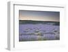 Lavender Fields Near to Sault, Vaucluse, Provence, France, Europe-Julian Elliott-Framed Photographic Print