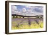 Lavender Fields Near to Snowshill, Cotswolds, Gloucestershire, England, United Kingdom, Europe-Julian Elliott-Framed Photographic Print