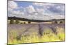 Lavender Fields Near to Snowshill, Cotswolds, Gloucestershire, England, United Kingdom, Europe-Julian Elliott-Mounted Photographic Print