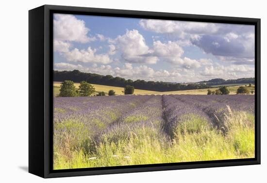 Lavender Fields Near to Snowshill, Cotswolds, Gloucestershire, England, United Kingdom, Europe-Julian Elliott-Framed Stretched Canvas