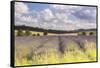 Lavender Fields Near to Snowshill, Cotswolds, Gloucestershire, England, United Kingdom, Europe-Julian Elliott-Framed Stretched Canvas