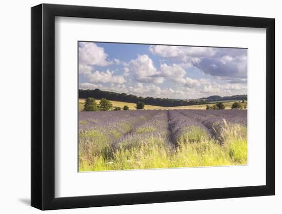 Lavender Fields Near to Snowshill, Cotswolds, Gloucestershire, England, United Kingdom, Europe-Julian Elliott-Framed Photographic Print