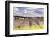 Lavender Fields Near to Snowshill, Cotswolds, Gloucestershire, England, United Kingdom, Europe-Julian Elliott-Framed Photographic Print