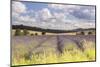 Lavender Fields Near to Snowshill, Cotswolds, Gloucestershire, England, United Kingdom, Europe-Julian Elliott-Mounted Photographic Print
