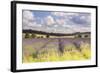 Lavender Fields Near to Snowshill, Cotswolds, Gloucestershire, England, United Kingdom, Europe-Julian Elliott-Framed Photographic Print