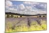 Lavender Fields Near to Snowshill, Cotswolds, Gloucestershire, England, United Kingdom, Europe-Julian Elliott-Mounted Photographic Print