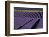 Lavender fields on Valensole Plain, Provence, Southern France.-Michele Niles-Framed Photographic Print