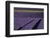 Lavender fields on Valensole Plain, Provence, Southern France.-Michele Niles-Framed Photographic Print
