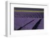 Lavender fields on Valensole Plain, Provence, Southern France.-Michele Niles-Framed Photographic Print