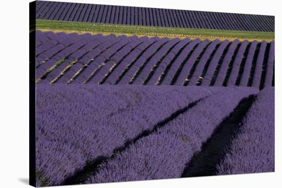 Lavender fields on Valensole Plain, Provence, Southern France.-Michele Niles-Stretched Canvas