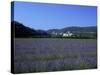 Lavender Fields Outside the Village of Montclus, Gard, Languedoc Roussillon, France-Ruth Tomlinson-Stretched Canvas