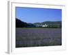 Lavender Fields Outside the Village of Montclus, Gard, Languedoc Roussillon, France-Ruth Tomlinson-Framed Photographic Print