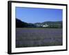 Lavender Fields Outside the Village of Montclus, Gard, Languedoc Roussillon, France-Ruth Tomlinson-Framed Photographic Print