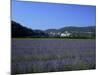Lavender Fields Outside the Village of Montclus, Gard, Languedoc Roussillon, France-Ruth Tomlinson-Mounted Photographic Print