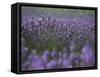 Lavender Fields, Provence, France, Europe-Angelo Cavalli-Framed Stretched Canvas