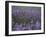 Lavender Fields, Provence, France, Europe-Angelo Cavalli-Framed Photographic Print