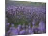 Lavender Fields, Provence, France, Europe-Angelo Cavalli-Mounted Photographic Print
