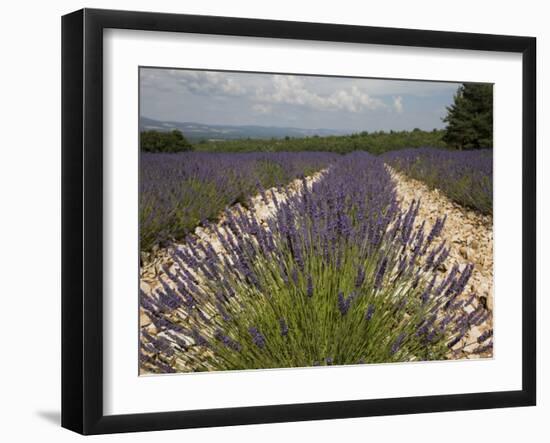 Lavender Fields, Provence, France, Europe-Angelo Cavalli-Framed Photographic Print