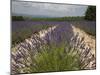 Lavender Fields, Provence, France, Europe-Angelo Cavalli-Mounted Photographic Print