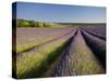 Lavender Fields, Provence, France, Europe-Ben Pipe-Stretched Canvas