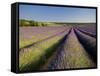 Lavender Fields, Provence, France, Europe-Ben Pipe-Framed Stretched Canvas