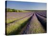 Lavender Fields, Provence, France, Europe-Ben Pipe-Stretched Canvas