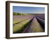 Lavender Fields, Provence, France, Europe-Ben Pipe-Framed Photographic Print